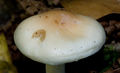 Hygrophorus lindtneri